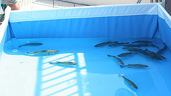 bassin d'exposition des bass