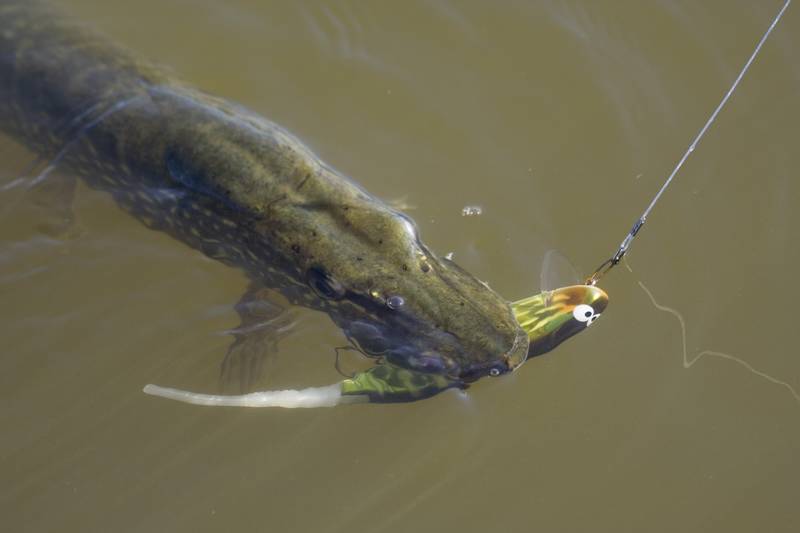 Bas de ligne Prorex FC Leader pour la pêche du brochet