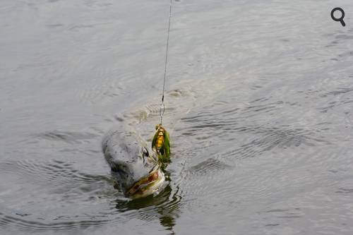 bas de ligne en titane pour pêcher le brochet à la cuiller