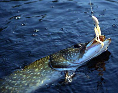 brochet pris au leurre souple