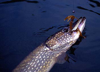 brochet pris au spider grub