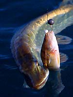 La perche est un bon vif  brochet