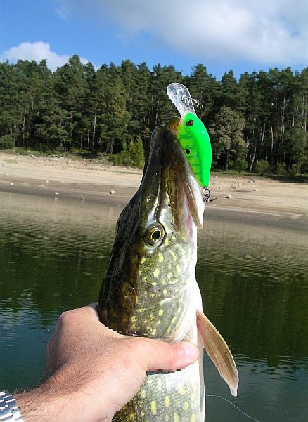 brochet crankbait rapala