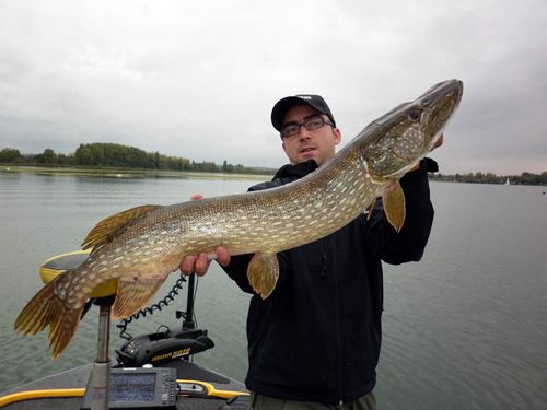 Gros brochet du lac Léman