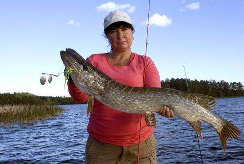 brochet au spinnerbait