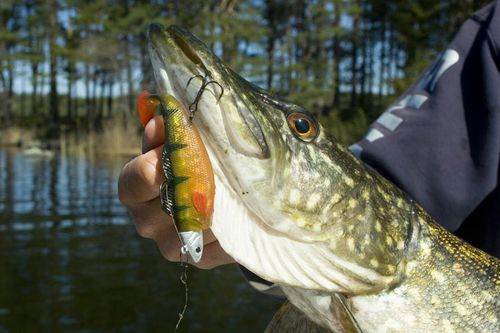 un brochet pris au shad