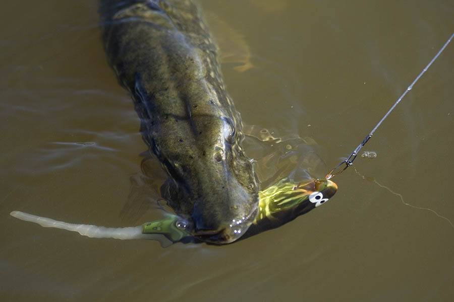 Poissons nageurs brochet, Pêche