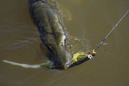 Brochet au hard swimbait