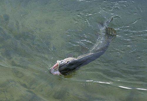 Pêche du brochet