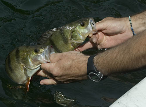 Double release de perches