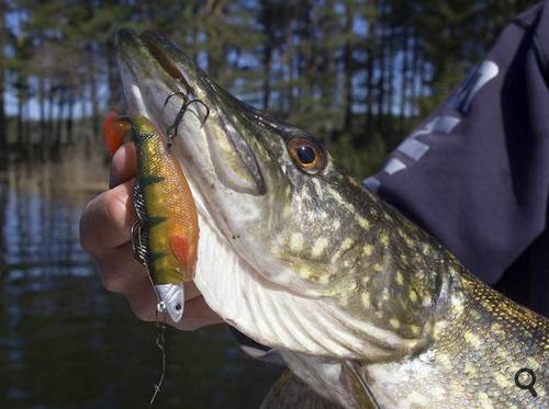 Pêche du brochet au leurre souple shad