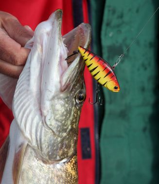 Pêche du brochet au lipless spin : un leurre redoutable d'efficacité !