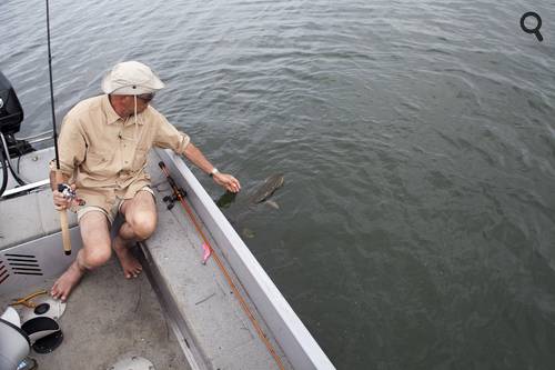 brochet calme prêt à être saisi.