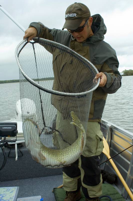 Comment bien manipuler les poissons carnassiers