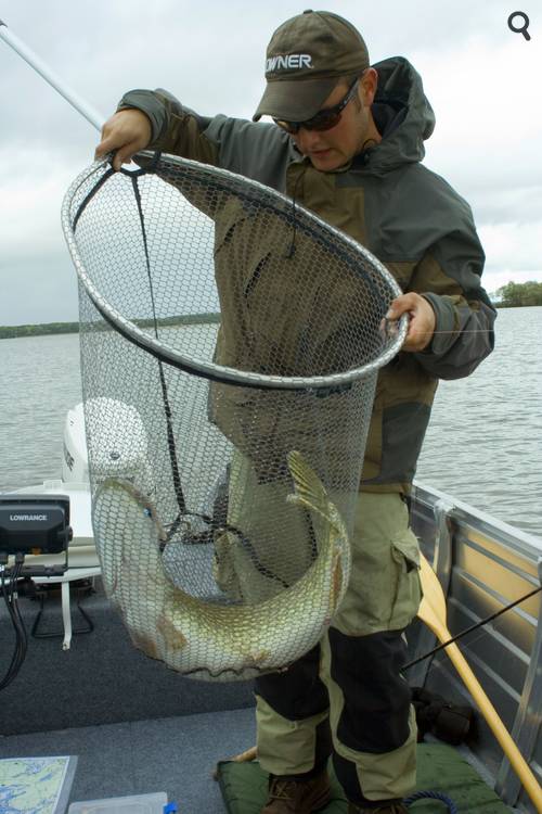 Mise d'un gros brochet à l'épuisette