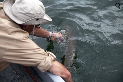 bien relâcher un brochet