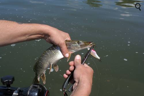 Comment tenir un petit brochet