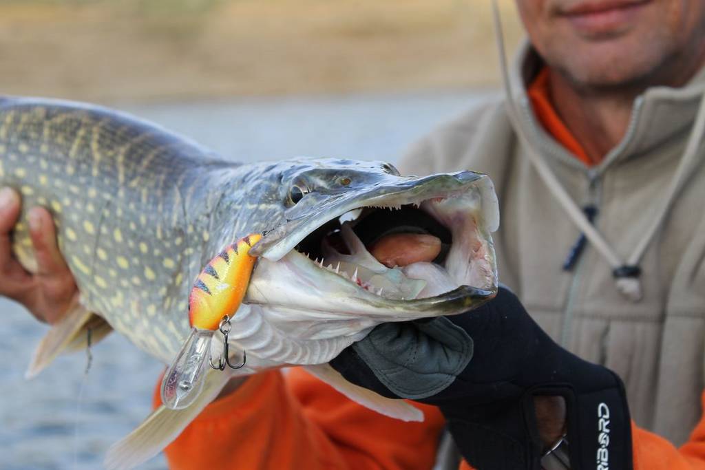 Brochet : choisir la bonne canne - Peche et Poissons