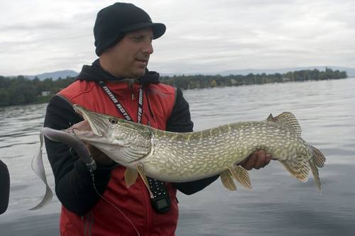 Brochet à la Real Eel 40 cm