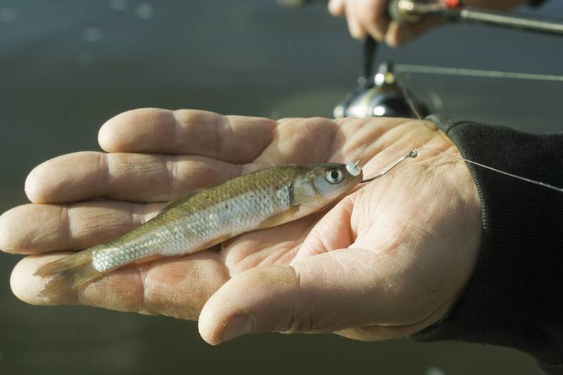 Le drop shot, une technique de pêche très efficace - Fishare – FISHARE