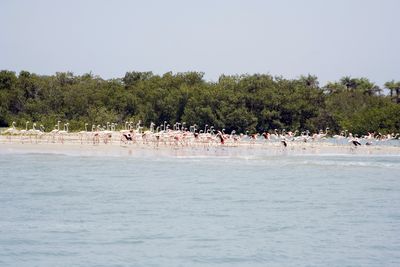 Flamands roses aux Bijagos