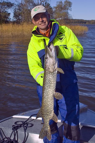 Brochet d'automne pris au leurre souple