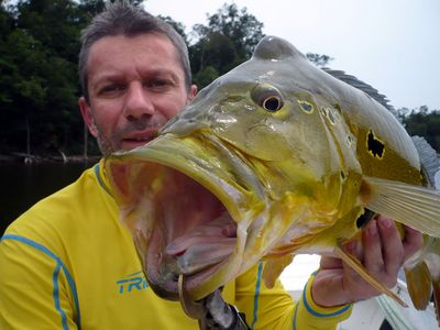 Tucunare, ou peacock bass