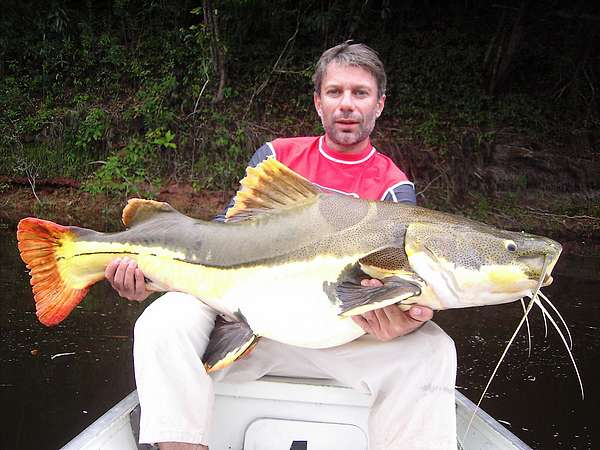 catfish