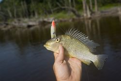 Geophagus