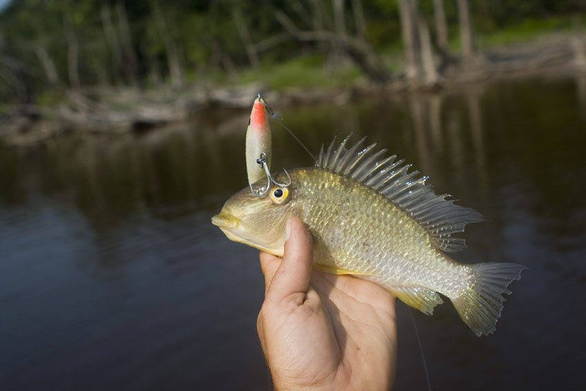 geophagus