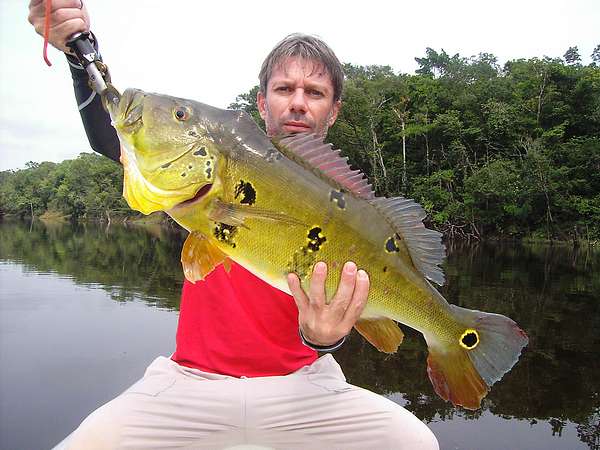 peacok bass